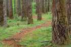 USA, Oregon, Springfield, Forest path, Fall Creek Lake. Art Print